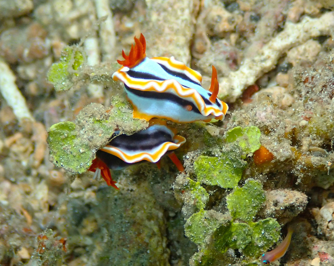 Anna's Chromodoris (Chromodoris annae) with parasite Tanjung Paudean, Lembeh.<br />
It is the same pair of nudis as in the previous pic but in this pic you can see that the nudi below has a parasite in its gills, probably a copepod (Poecilostomatoida). It is the two white appendages seen among the orange gills of the nudi. Anna's Chromodoris,Chromodoris annae,Geotagged,Indonesia,Spring