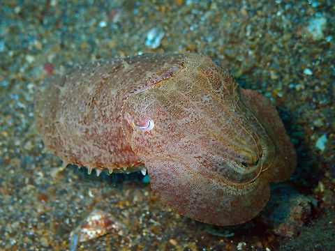 Broadclub Cuttlefish (Sepia latimanus) Tanjung Paudean, Lembeh. Geotagged,Indonesia,Sepia latimanus,Spring,sepia latimanus