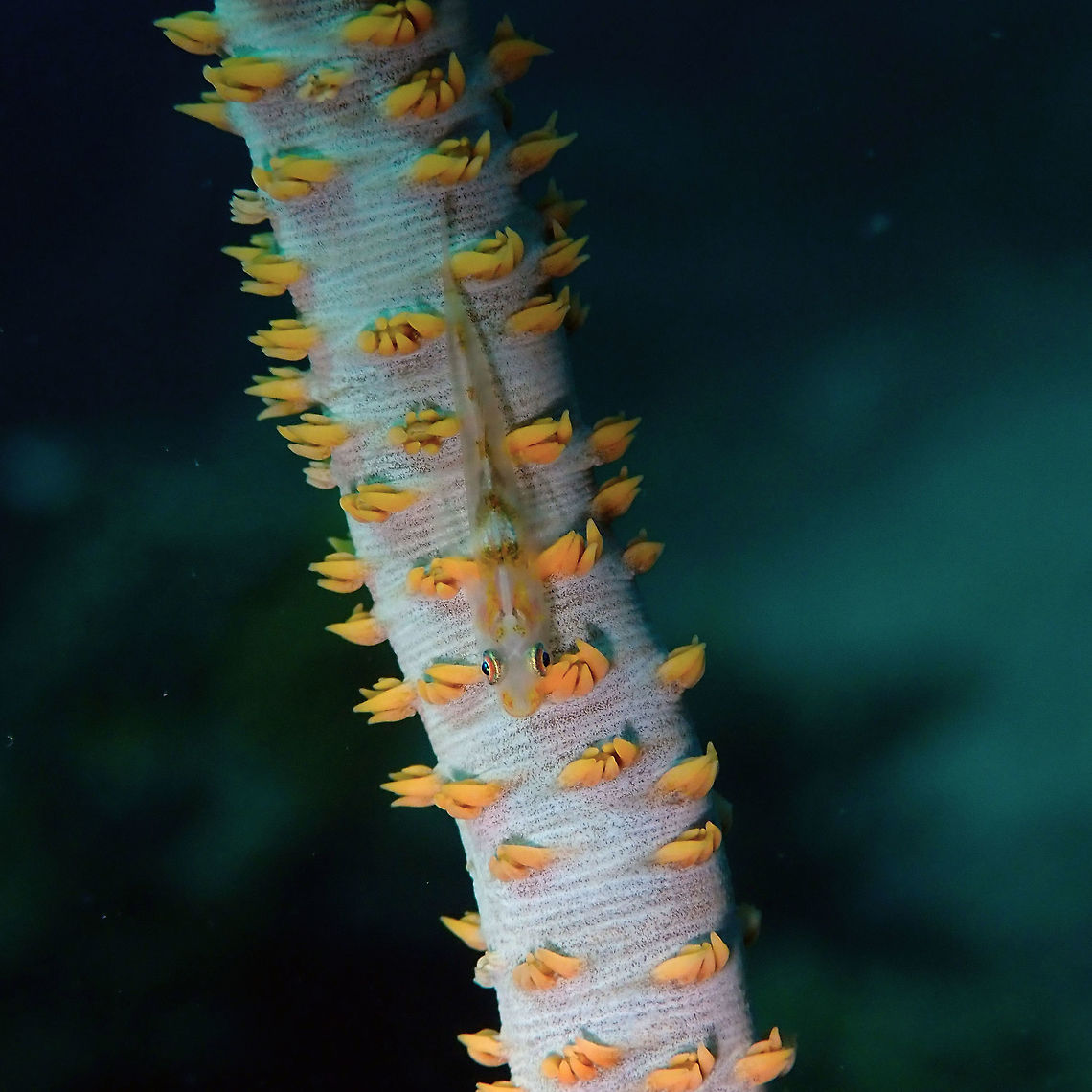 Wire coral goby (Bryaninops yongei) Tanjung Paudean, Lembeh. Bryaninops yongei,Geotagged,Indonesia,Spring,Whip coral goby