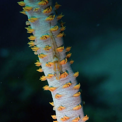 Wire coral goby (Bryaninops yongei) Tanjung Paudean, Lembeh. Bryaninops yongei,Geotagged,Indonesia,Spring,Whip coral goby