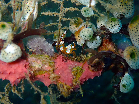Sexy shrimp (Thor amboinensis), just being sexy Tanjung Paudean, Lembeh. Geotagged,Indonesia,Sexy shrimp,Spring,Thor amboinensis