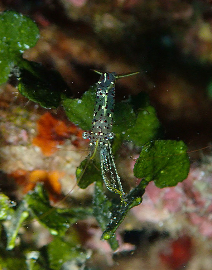 Rock Cleaner Shrimp (Urocaridella sp.) Tanjung Paudean, Lembeh.<br />
May have been a cm or less. Aroow Cleaner Shrimp,Geotagged,Indonesia,Spring,Urocaridella degravei