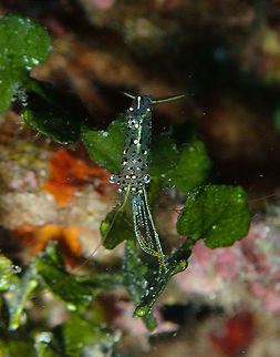 Rock Cleaner Shrimp (Urocaridella sp.) Tanjung Paudean, Lembeh.
May have been a cm or less. Aroow Cleaner Shrimp,Geotagged,Indonesia,Spring,Urocaridella degravei