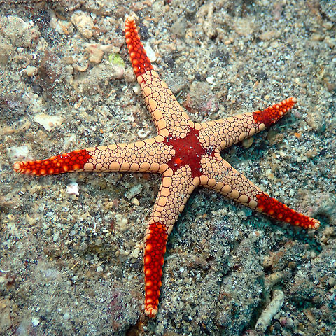 Necklace Starfish (Fromia monilis) Tanjung Paudean, Lembeh. Fromia monilis,Fromia nodosa,Geotagged,Indonesia,Spring