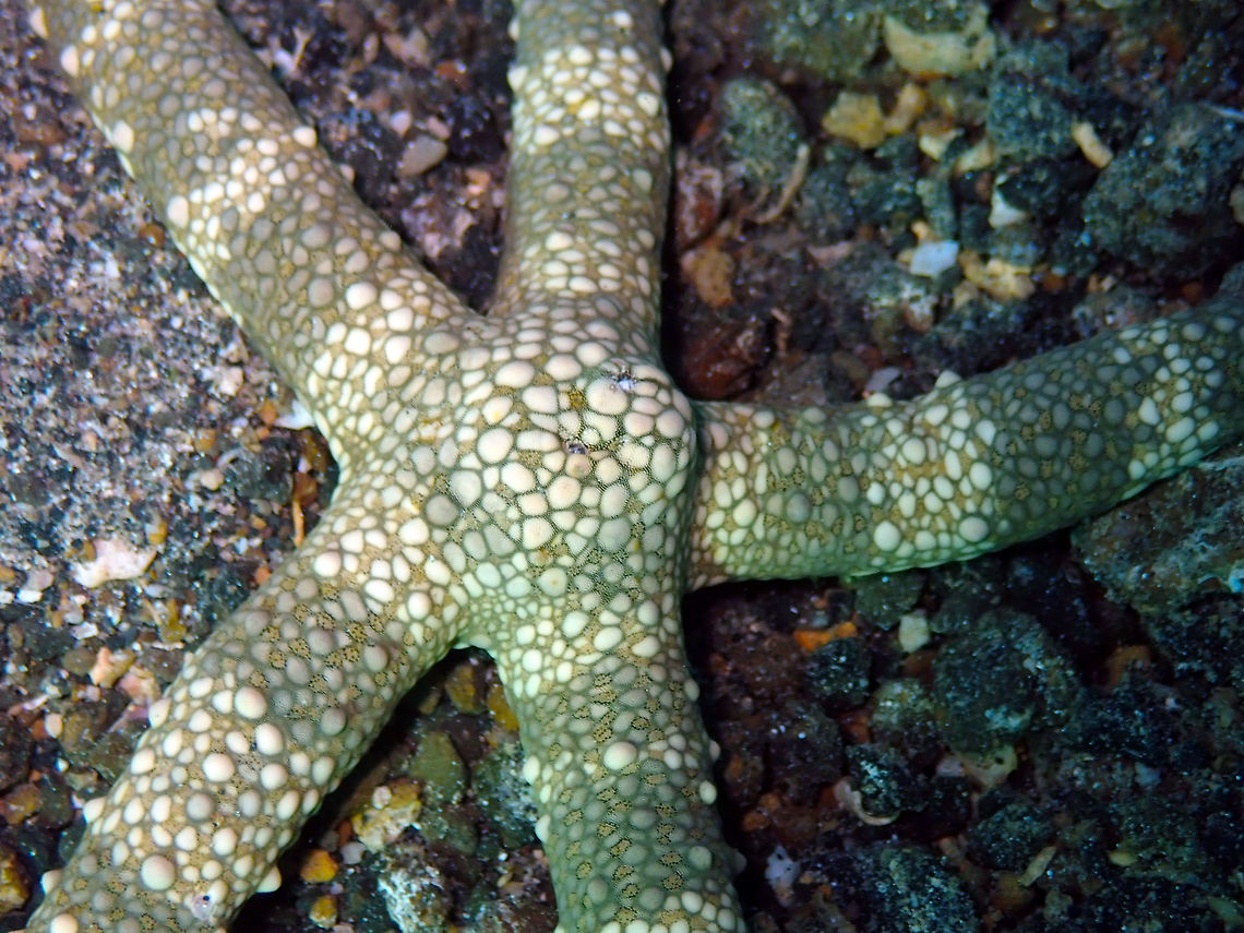 Sea Star (Nardoa tuberculata) Tanjung Paudean, Lembeh. Geotagged,Indonesia,Nardoa tuberculata,Spring