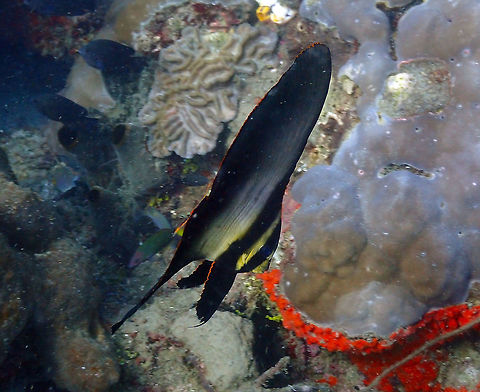 Pinnate batfish (Platax pinnatus) Pulau Abadi, Lembeh. Geotagged,Indonesia,Pinnate batfish,Platax pinnatus,Spring