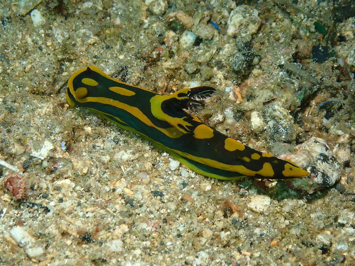 Tambja gabrielae Pulau Abadi, Lembeh. Gabriela's Tambja,Geotagged,Indonesia,Spring,Tambja gabrielae