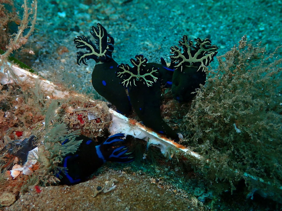 Gloomy Nudibranch (Tambja morosa) Pulau Abadi, Lembeh.<br />
A happy bunch, showing their gills. Gloomy Nudibranch,Tambja morosa