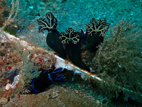 Gloomy Nudibranch (Tambja morosa) Pulau Abadi, Lembeh.
A happy bunch, showing their gills. Gloomy Nudibranch,Tambja morosa