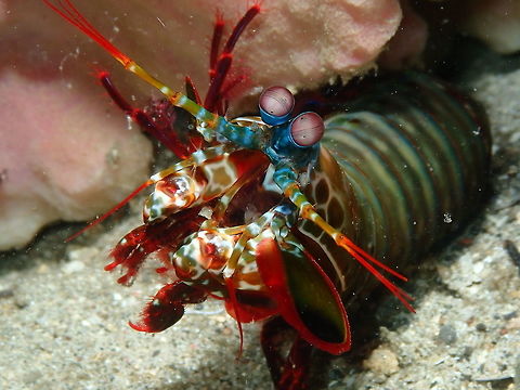 Peacock mantis shrimp (Odontodactylus scyllarus) Pulau Abadi, Lembeh. Geotagged,Indonesia,Odontodactylus scyllarus,Peacock mantis shrimp,Spring