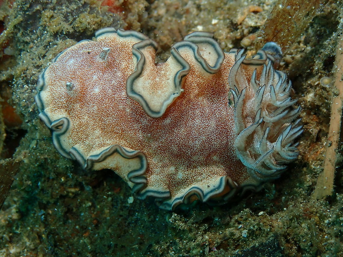 Glossodoris_hikuerensis  Geotagged,Glossodoris hikuerensis,Indonesia,Spring
