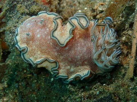 Glossodoris_hikuerensis  Geotagged,Glossodoris hikuerensis,Indonesia,Spring