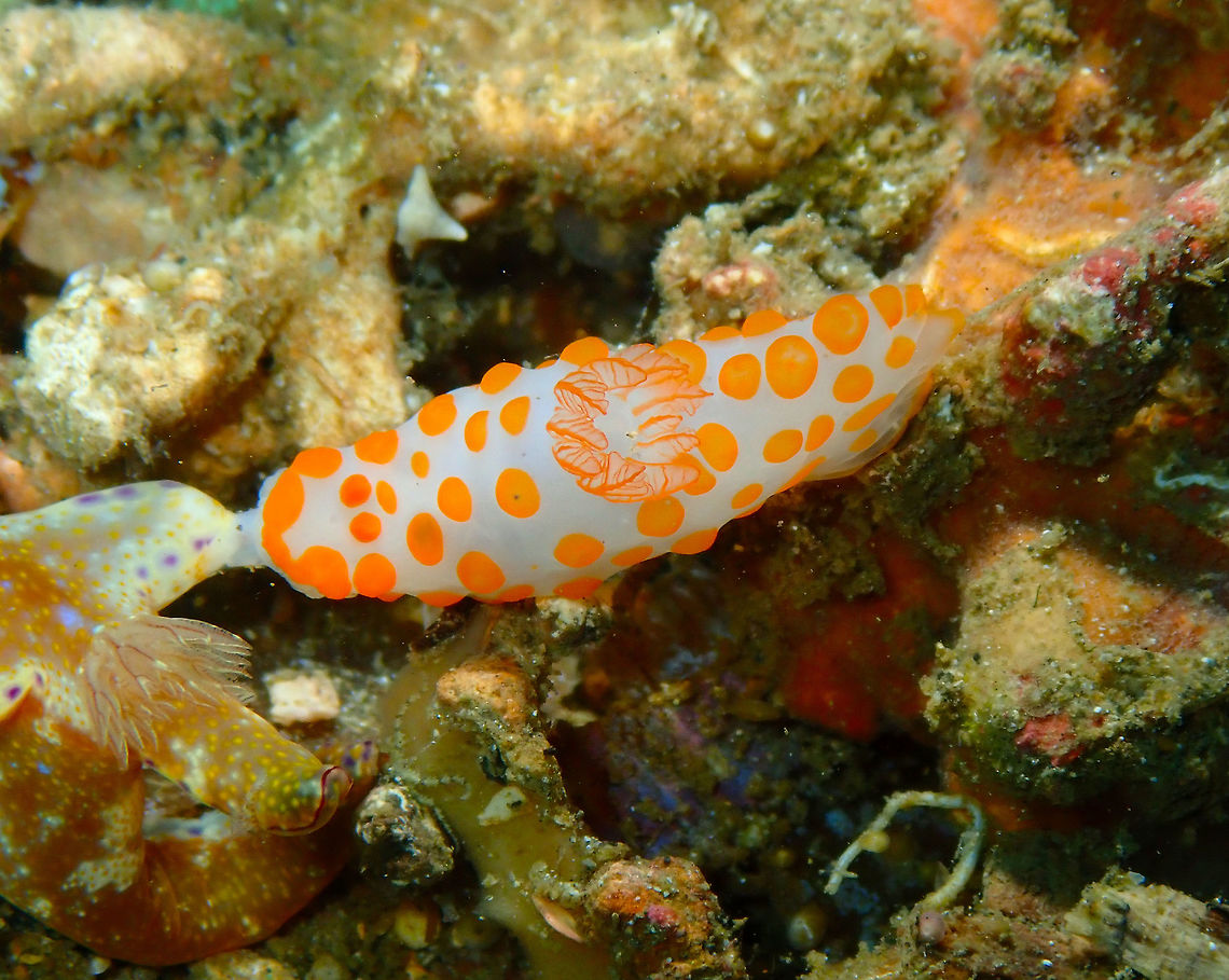 Red Bumpy Gymnodoris (Gymnodoris rubropapulosa) Pulau Abadi, Lembeh.<br />
It is trying to make some "contact" with a nearby Ceratosoma nudibranch. I don't know if is trying to mate or to eat the other nudi (?). Geotagged,Gymnodoris rubropapulosa,Indonesia,Spring