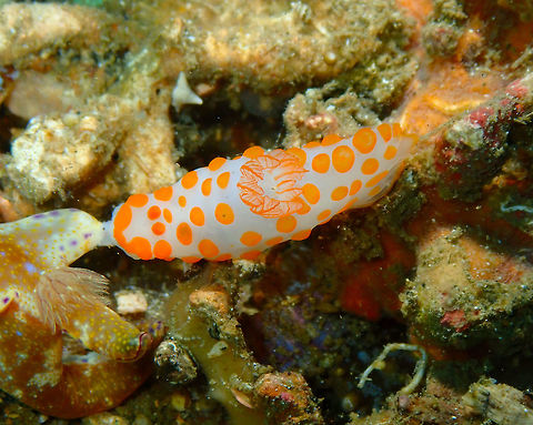 Red Bumpy Gymnodoris (Gymnodoris rubropapulosa) Pulau Abadi, Lembeh.
It is trying to make some "contact" with a nearby Ceratosoma nudibranch. I don't know if is trying to mate or to eat the other nudi (?). Geotagged,Gymnodoris rubropapulosa,Indonesia,Spring