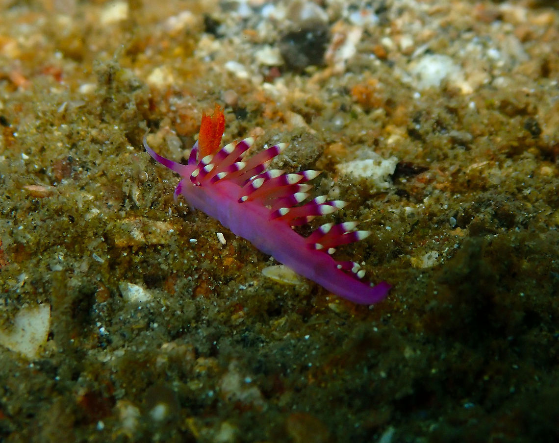 Desirable Flabellina (Flabellina/Coryphellina exoptata) Pulau Abadi, Lembeh. Coryphellina exoptata,Desirable flabellina,Flabellina exoptata,Geotagged,Indonesia,Spring