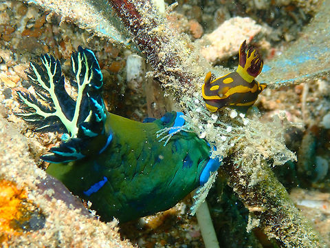 Tambja morosa meets Tambja gabrielae Pulau Abadi, Lembeh.
T. morosa is the big green and blue nudi and T. gabrielae is the small orange and dark green nudi. The latter can grow almost as big as the former but in this case is a juvenile. Nudis can predate on other nudis so I hope this encounter did not end in tragedy for the little T. gabrielae. Geotagged,Gloomy Nudibranch,Indonesia,Spring,Tambja morosa