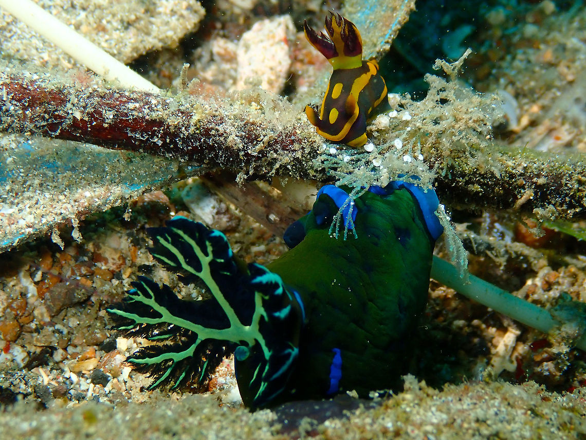 Tambja morosa meets Tambja gabrielae - part 2 Pulau Abadi, Lembeh.<br />
The same unusual pair of Tambjas as in previous posting, from a different view. This time spotting focused on sp. gabrielae, the smaller orange-green nudi above, probably sensing the giant below, in an almost &quot;Oh-oh!&quot; pose. Gabriela's Tambja,Geotagged,Indonesia,Spring,Tambja gabrielae