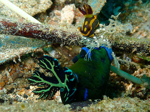Tambja morosa meets Tambja gabrielae - part 2 Pulau Abadi, Lembeh.
The same unusual pair of Tambjas as in previous posting, from a different view. This time spotting focused on sp. gabrielae, the smaller orange-green nudi above, probably sensing the giant below, in an almost "Oh-oh!" pose. Gabriela's Tambja,Geotagged,Indonesia,Spring,Tambja gabrielae