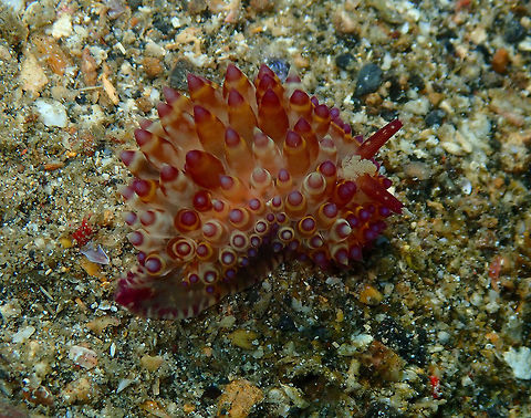 Janolus flavoanulatus Pulau Abadi, Lembeh. 
I have seen today online that this is a new species described in 2019!
https://edition.cnn.com/2019/12/07/world/new-plant-animal-species-2019-scn/index.html?utm_term=link&utm_content=2019-12-07T22:31:07&utm_source=fbCNN&utm_medium=social&fbclid=IwAR3Fn3XQdd_wu7S10hj044ktvIOxwKOqZPRah_7JdJmbplZ_4GNOqxhHV2Y Geotagged,Indonesia,Janolus flavoanulatus,Janolus sp,Nudibranch Janolus flavoanulatus,Spring,nudibranch