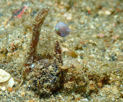 Taylor's Pygmy Leatherjacket (Brachaluteres taylori) juvenile Pulau Abadi, Lembeh. Brachaluteres taylori,Geotagged,Indonesia,Spring,Taylor's Pygmy Leatherjacket