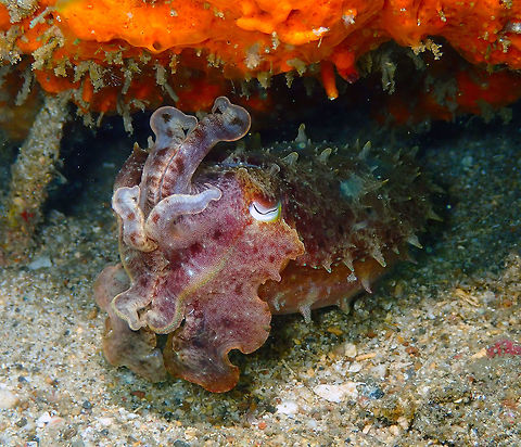 Broadclub cuttlefish (Sepia latimanus) Pulau Abadi, Lembeh. Defensive position. Broadclub cuttlefish,Geotagged,Indonesia,Sepia latimanus,Spring