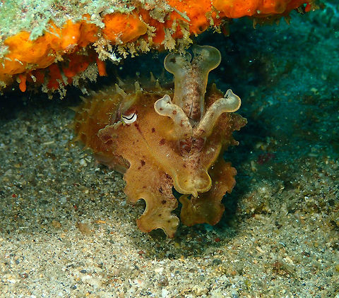 Broadclub cuttlefish (Sepia latimanus) Pulau Abadi, Lembeh. Same cuttlefish as in previous posting but with a different color. They change colors very fast. Broadclub cuttlefish,Geotagged,Indonesia,Sepia latimanus,Spring