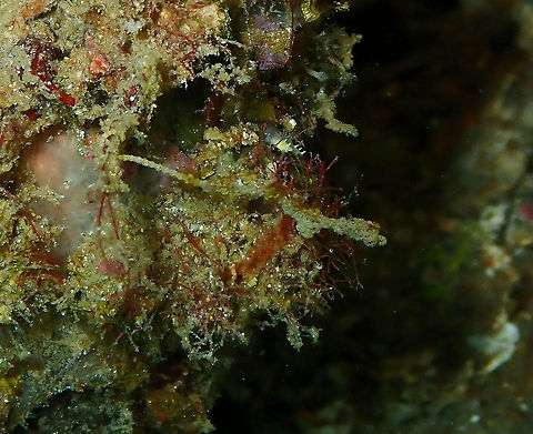 Lembeh Sea Dragon (Kyonemichthys Rumengani) Pulau Abadi, Lembeh. Geotagged,Indonesia,Kyonemichthys rumengani,Spring