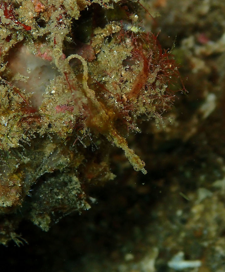 Lembeh Sea Dragon (Kyonemichthys Rumengani) Pulau Abadi, Lembeh.<br />
I think he noticed me! Geotagged,Indonesia,Kyonemichthys rumengani,Spring