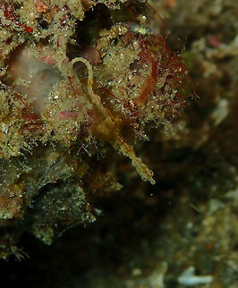 Lembeh Sea Dragon (Kyonemichthys Rumengani) Pulau Abadi, Lembeh.
I think he noticed me! Geotagged,Indonesia,Kyonemichthys rumengani,Spring
