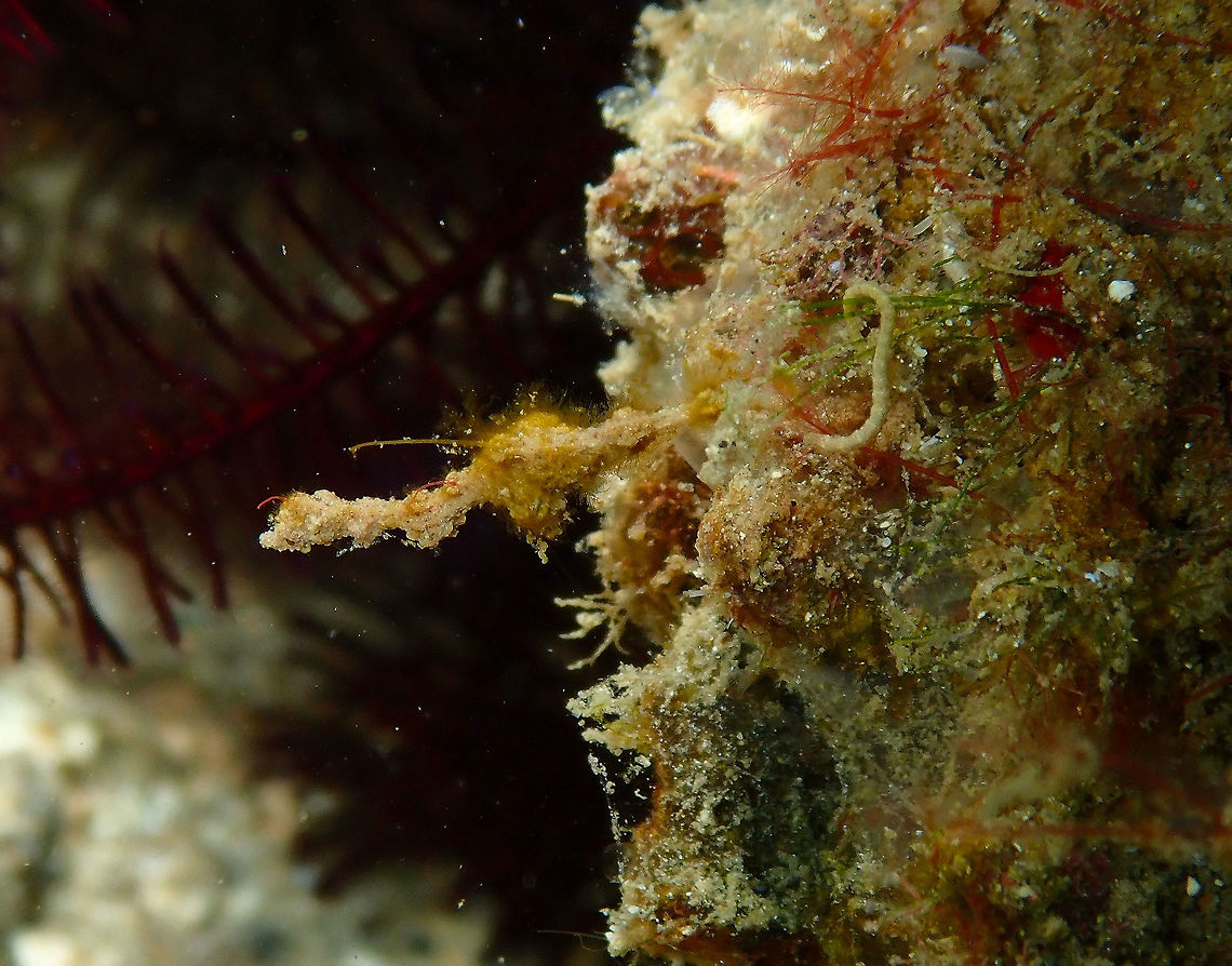 Lembeh Sea Dragon (Kyonemichthys rumengani) Pulau Abadi, Lembeh.<br />
The last pic of this encounter with one of the smallest and better camouflaged fishes in the family of sea horses and pipefishes, Syngnathidae. It is so tiny and looks so much like a piece of algae that I would have never seen it without our skilled guide! Geotagged,Indonesia,Kyonemichthys rumengani,Spring