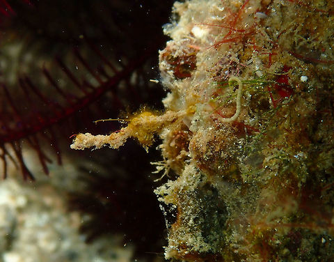 Lembeh Sea Dragon (Kyonemichthys rumengani) Pulau Abadi, Lembeh.
The last pic of this encounter with one of the smallest and better camouflaged fishes in the family of sea horses and pipefishes, Syngnathidae. It is so tiny and looks so much like a piece of algae that I would have never seen it without our skilled guide! Geotagged,Indonesia,Kyonemichthys rumengani,Spring