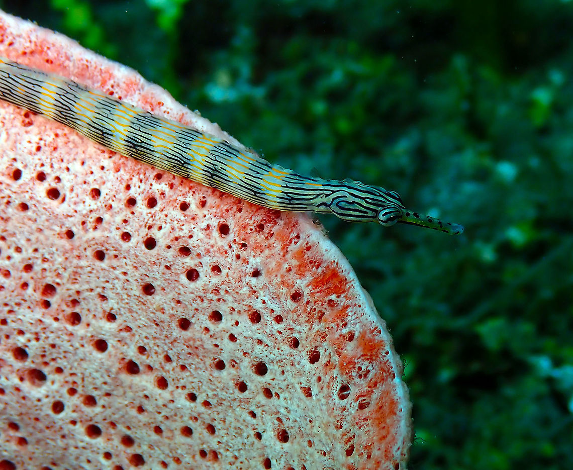 Messmate pipefish (Corythoichthys haematopterus) Pulau Abadi, Lembeh. Corythoichthys flavofasciatus,Corythoichthys haematopterus,Geotagged,Indonesia,Messmate pipefish,Network pipefish,Spring
