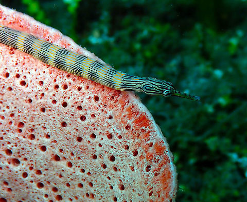 Messmate pipefish (Corythoichthys haematopterus) Pulau Abadi, Lembeh. Corythoichthys flavofasciatus,Corythoichthys haematopterus,Geotagged,Indonesia,Messmate pipefish,Network pipefish,Spring