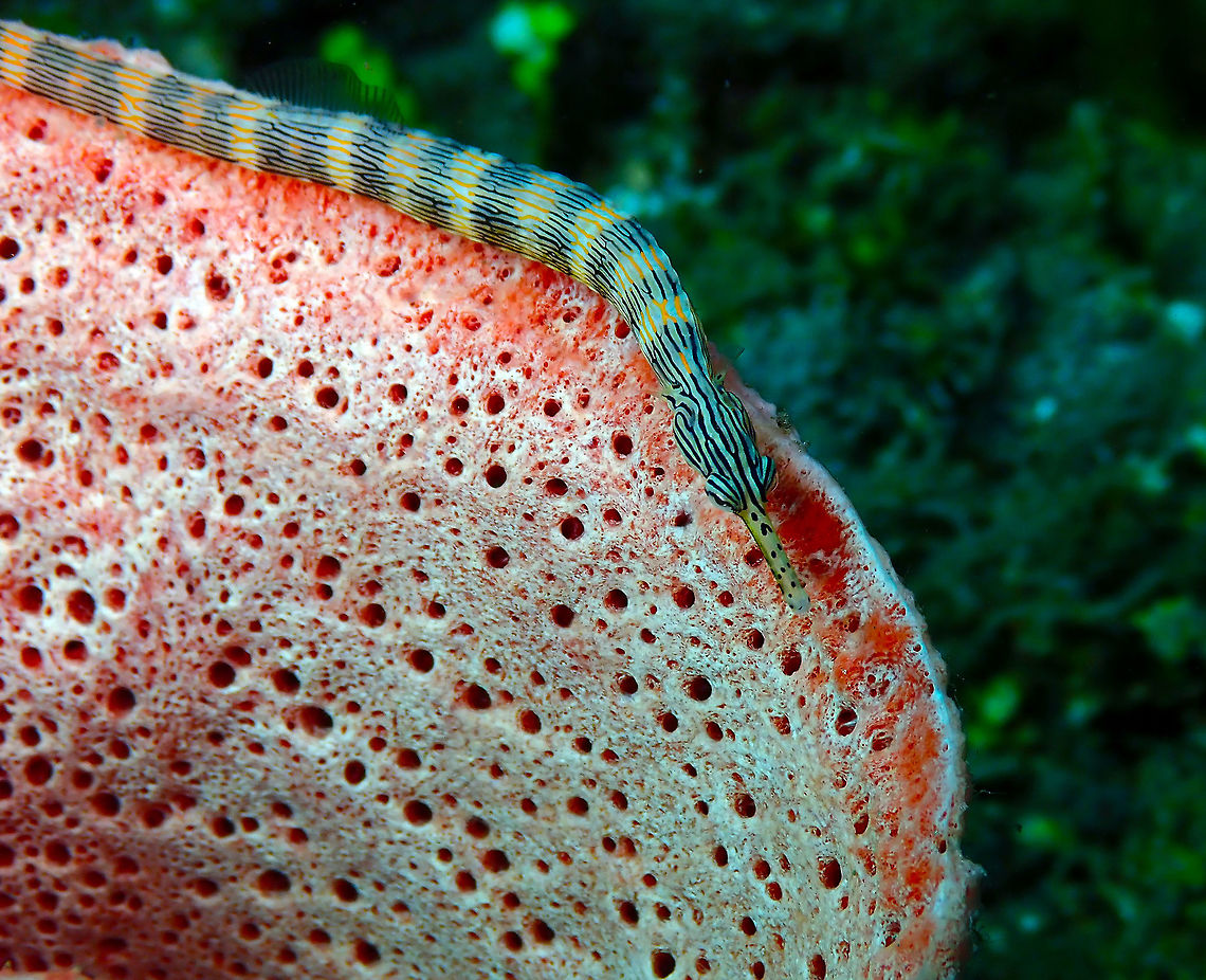 Messmate pipefish (Corythoichthys haematopterus) Pulau Abadi, Lembeh. Corythoichthys flavofasciatus,Corythoichthys haematopterus,Geotagged,Indonesia,Messmate pipefish,Network pipefish,Spring