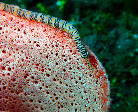 Messmate pipefish (Corythoichthys haematopterus) Pulau Abadi, Lembeh. Corythoichthys flavofasciatus,Corythoichthys haematopterus,Geotagged,Indonesia,Messmate pipefish,Network pipefish,Spring