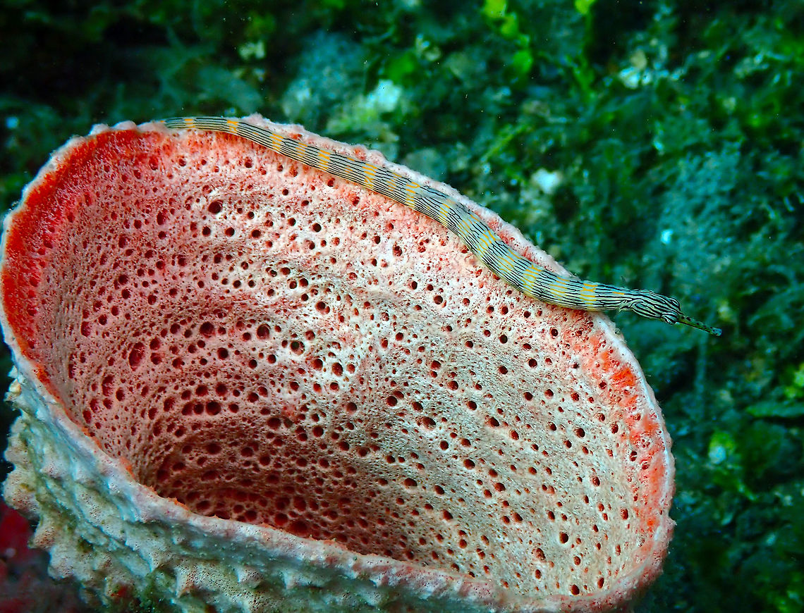 Corythoichthys haematopterus in Clathria basilana sponge Pulau Abadi, Lembeh.<br />
This last pic of the series is to also show the sponge in which the network pipefish is standing. Clathria basilana,Geotagged,Indonesia,Marine Sponge,Spring