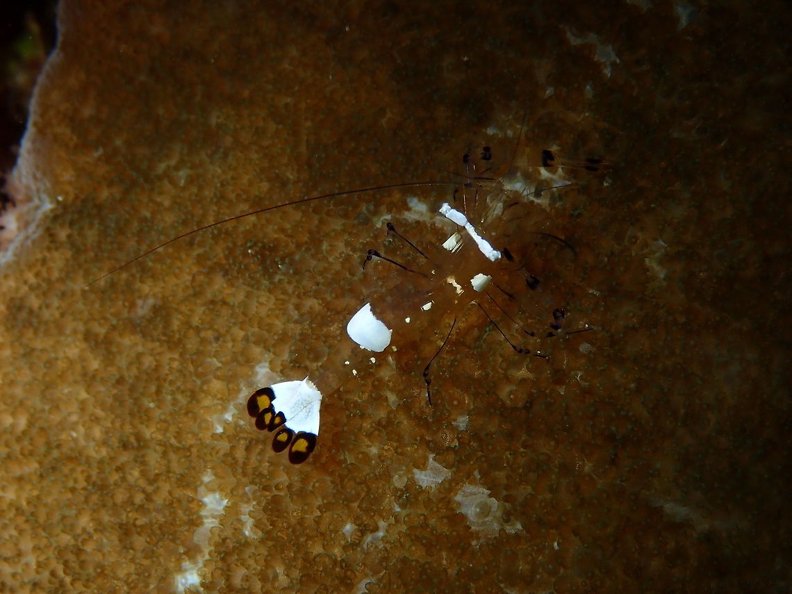 Glass Anemone Shrimp (Periclimenes brevicarpalis) - male Pulau Abadi, Lembeh. Geotagged,Glass Anemone Shrimp,Indonesia,Periclimenes brevicarpalis,Spring