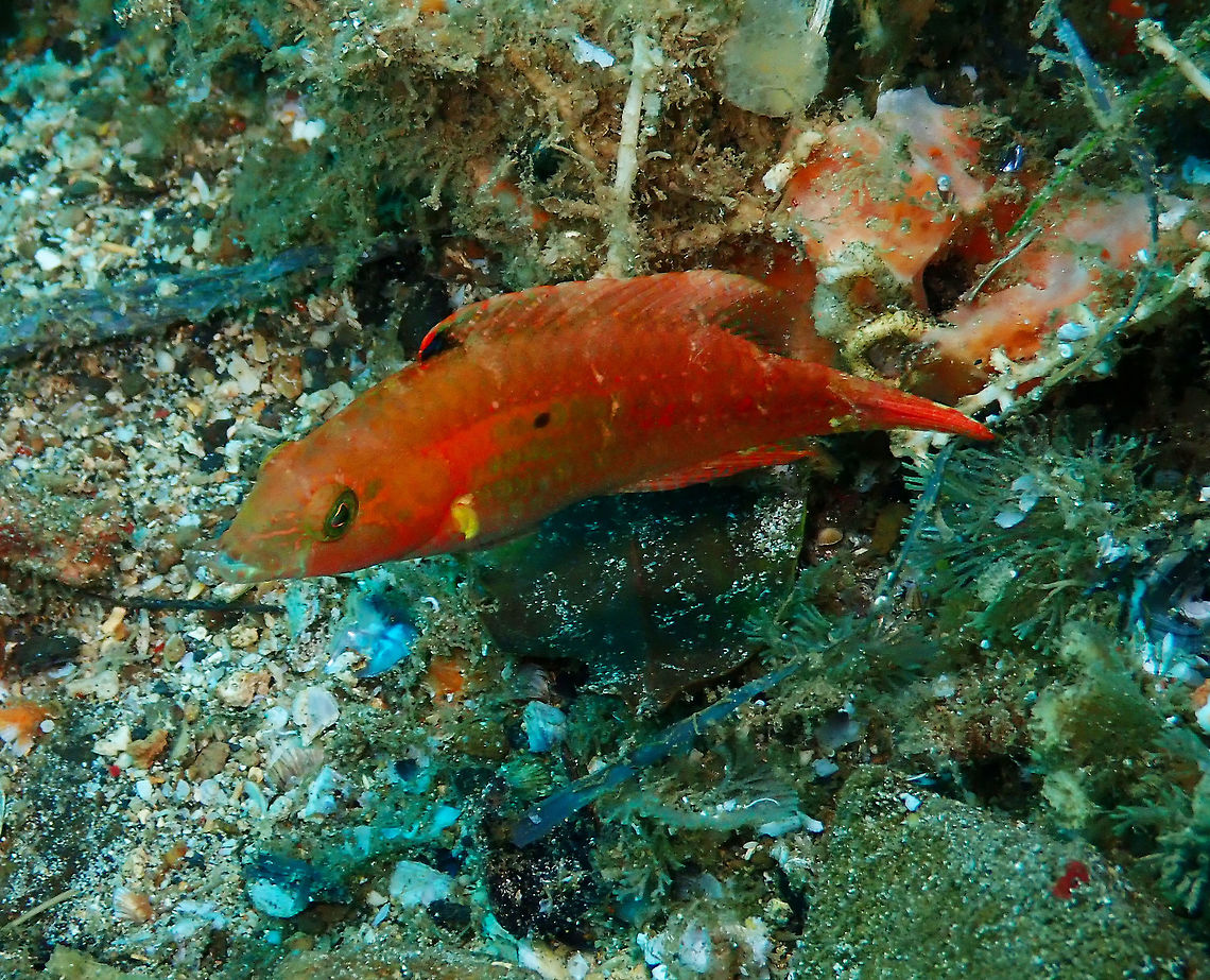 Two-spot wrasse (Oxycheilinus bimaculatus) Pulau Abadi, Lembeh. Geotagged,Indonesia,Oxycheilinus bimaculatus,Spring,Two-spot wrasse