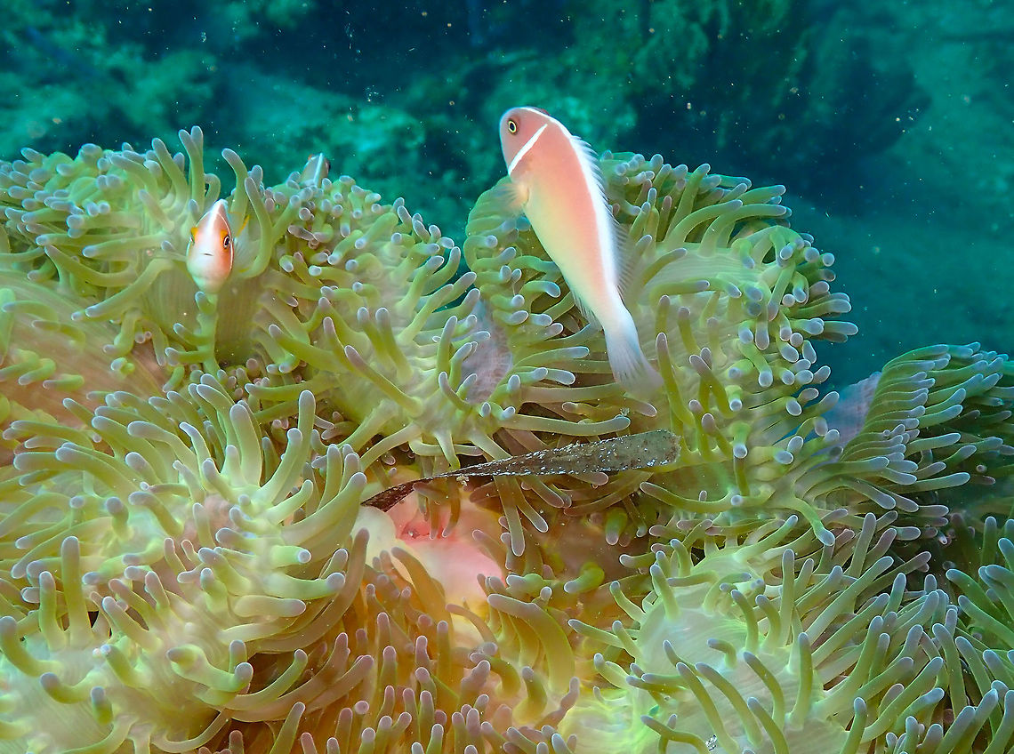 Pink Skunk clownfish (Amphiprion perideraion) Pulau Abadi, Lembeh. Amphiprion perideraion,Geotagged,Indonesia,Pink skunk clownfish,Spring