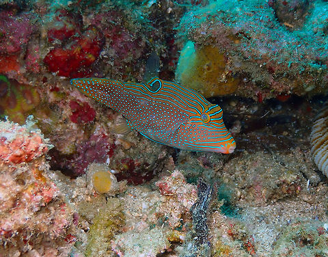 Papuan Toby (Canthigaster papua) Pulau Abadi, Lembeh. Canthigaster papua,Geotagged,Indonesia,Papuan toby,Spring