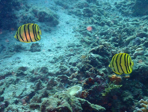 Eight-banded Butterflyfish (Chaetodon octofasciatus) Pulau Abadi, Lembeh. Chaetodon octofasciatus,Eight-banded butterflyfish,Geotagged,Indonesia,Spring