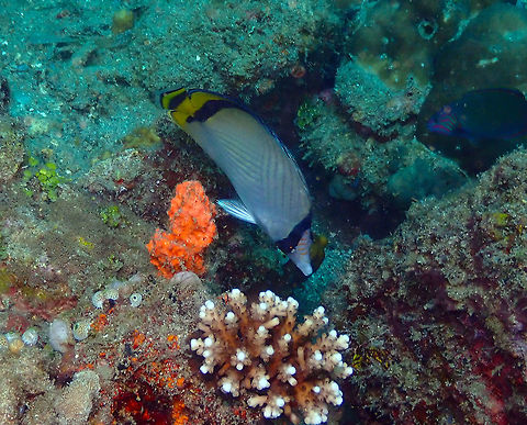 Vagabond Butterflyfish  (Chaetodon vagabundus) Pulau Abadi, Lembeh. Chaetodon vagabundus,Geotagged,Indonesia,Spring,Vagabond butterflyfish