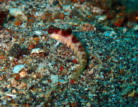 Blackfin Sandperch (Parapercis snyderi) Pulau Abadi, Lembeh. Geotagged,Indonesia,Parapercis snyderi,Snyders grubfish,Spring
