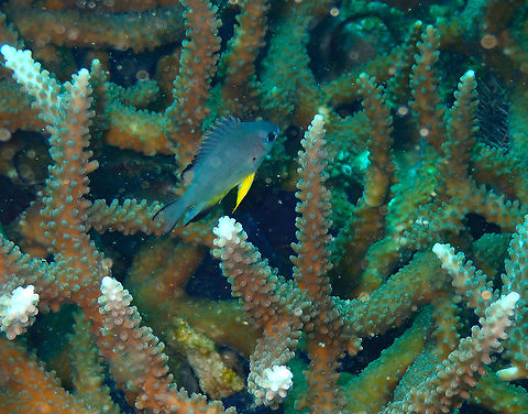 Yellowbelly damselfish (Amblyglyphidodon leucogaster) Pulau Abadi, Lembeh. Amblyglyphidodon leucogaster,Geotagged,Indonesia,Spring,Yellowbelly Damselfish