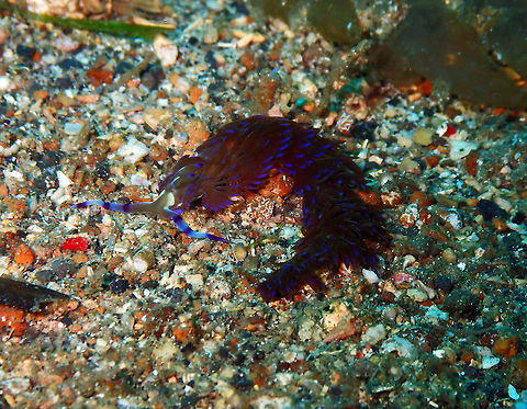 Pteraeolidia semperi Pulau Abadi, Lembeh. Geotagged,Indonesia,Pteraeolidia semperi,Spring