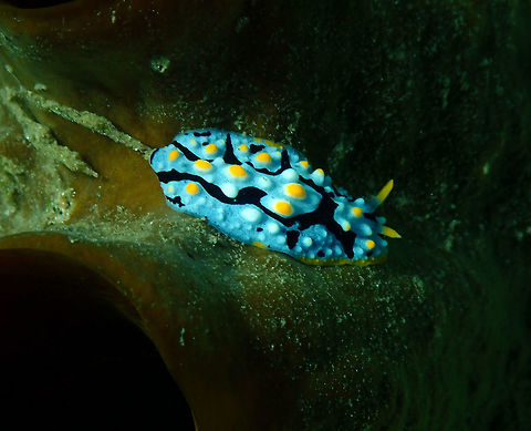 Phyllidia coelestis Pulau Abadi, Lembeh. Geotagged,Indonesia,Phyllidia coelestis,Phyllidia varicosa,Spring