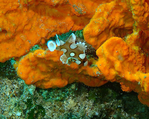 Harlequin sweetlips (Plectorhinchus chaetodonoides) - juvenile Pulau Abadi, Lembeh. Geotagged,Harlequin sweetlips,Indonesia,Plectorhinchus chaetodonoides,Spring