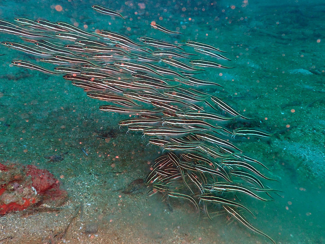 Striped eel catfish (Plotosus lineatus) Pulau Abadi, Lembeh. Geotagged,Indonesia,Plotosus lineatus,Spring,Striped eel catfish