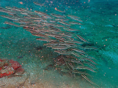 Striped eel catfish (Plotosus lineatus) Pulau Abadi, Lembeh. Geotagged,Indonesia,Plotosus lineatus,Spring,Striped eel catfish