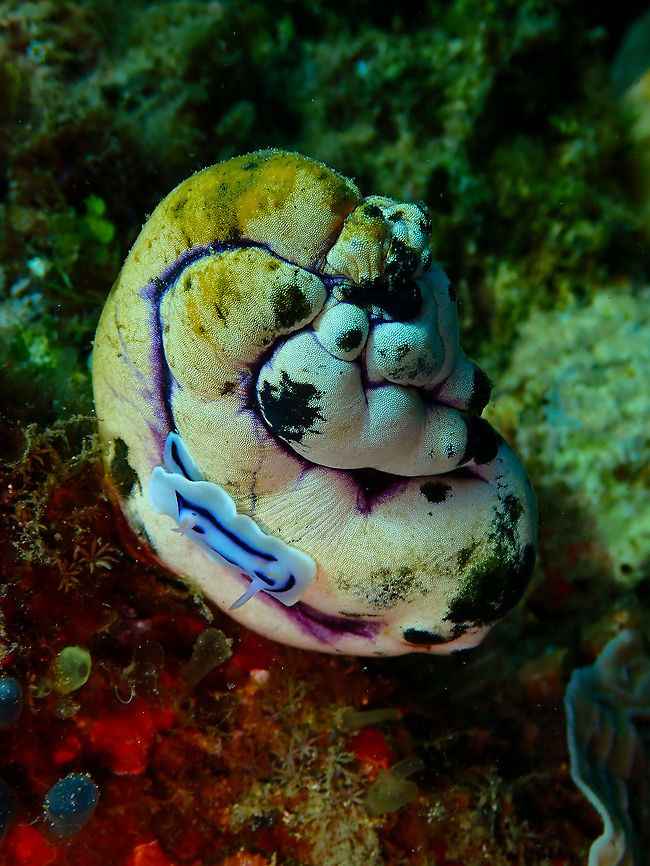 Ox Heart Ascidian (Polycarpa aurata) and Chromodoris lochi Pulau Abadi, Lembeh.<br />
A nice ox heart ascidian with a C. lochi cruising on it. Geotagged,Indonesia,Polycarpa aurata,Spring